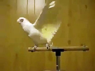 "..Bula Bula Parrot Nice Video.." - Adnan Ali Abbas