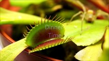 Insect Flesh Eater -The Carnivorous Venus Flytrap Versus The Spider
