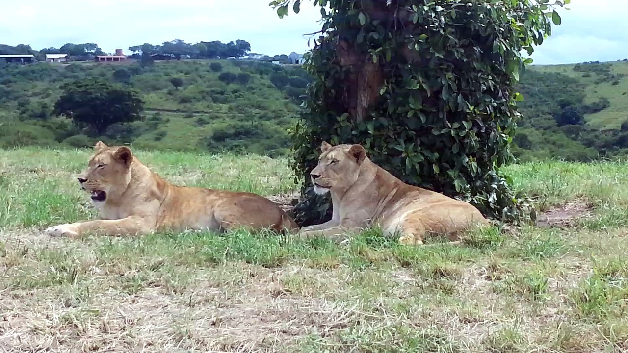 Lion Opens Car Door