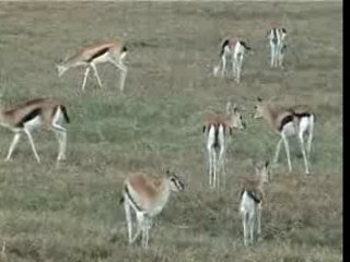 Safari en Tanzanie par Michel Husard