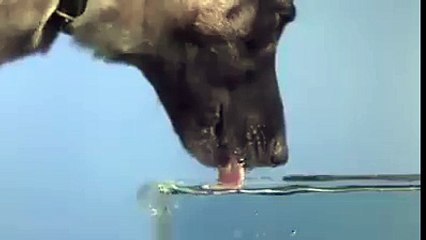 Ağır çekimde köpeğin su içme anı.