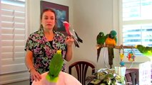 Bird Care : Types of Talking Parrots