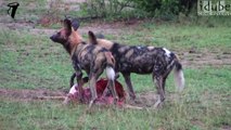 African Painted Hunting Dogs Eat an Impala and Play Together