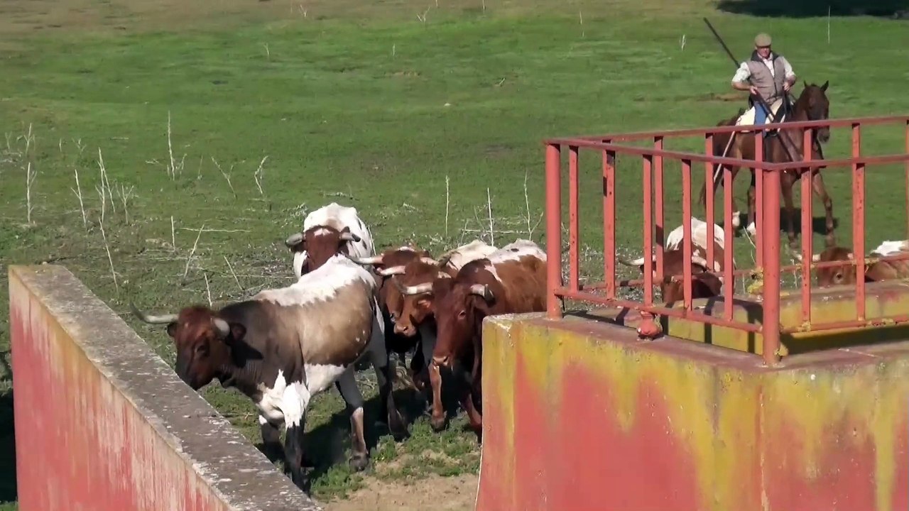 Ganaderia de Lagunajanda