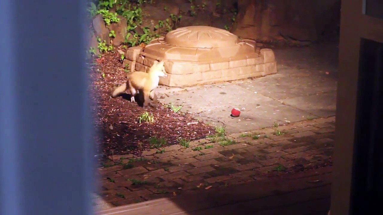 Deux renardeaux jouent avec une balle