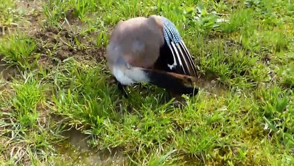 Le Geai et les Fourmis