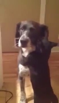 Пса не было дома 10 дней, реакция кошки бесценна - Прослезитесь