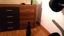 Sweet standing cat - Funny cat video FAIL?syndication=228326