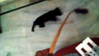 PUPPY CHASES A MOVING BROOM STICK (HENRY - THE PET)