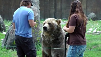 Amazing Funny Animals Grizzly Bear Too Close for Comfort!
