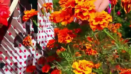 Alia pashto new songs 2015 zama da meene lewaniya