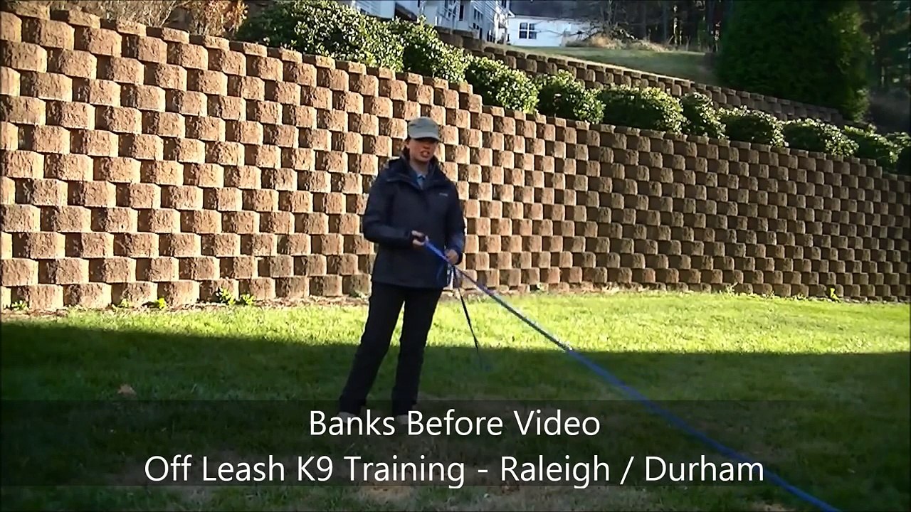 1yo Golden Retriever "Banks" Before and After - Dog Training Raleigh Durham