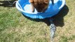 Chow Chows first adventure with Water 08.04.12