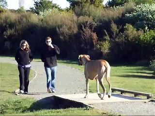 Great Dane meeting new dog friends in the park