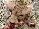 guepardos cazando