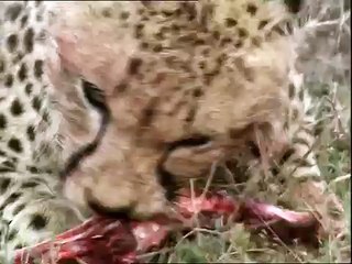 guepardos cazando
