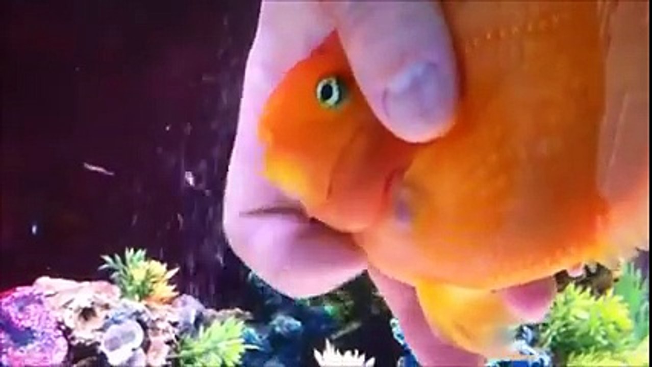 Kendini Köpek Sanan Balık..