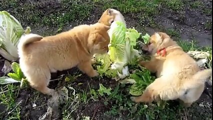 3 Yavru Köpeğin 1 Lahanaya Acımasız Saldırısı..