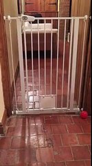 El decidió dejar una cámara para entender como su perro pasaba la reja y este fue el resultado jajaja