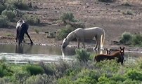 Free Roaming Wild Horses & Mustangs of Nevada - Pioneer Spirit of the West
