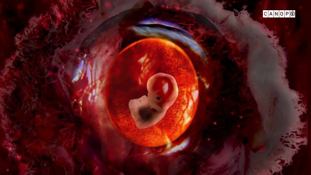 Voyage dans le corps humain: le cycle ovarien