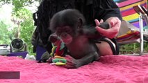 Baby Chimp Rejected By Birth Mother Gets Matched With A Surrogate