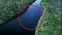 Encuentran en Malasia la Serpiente más Grande del Mundo