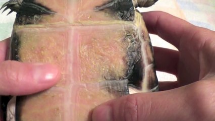 How to Read Your Turtle's Shell - Shell Rot, Age and Pyramiding