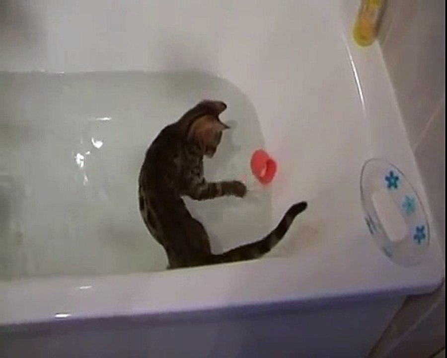 Elton , le chaton Bengal , découvre les joies du bain