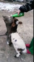 Kuzu ile kedinin şişeden süt içme mücadelesi