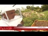 جهاد الجنيدي.. من الهواية إلى تربية النحل وتصدير العسل