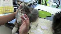メインクーン　猫に飲み薬 　Maine Coon mio and kota deworming medicine.