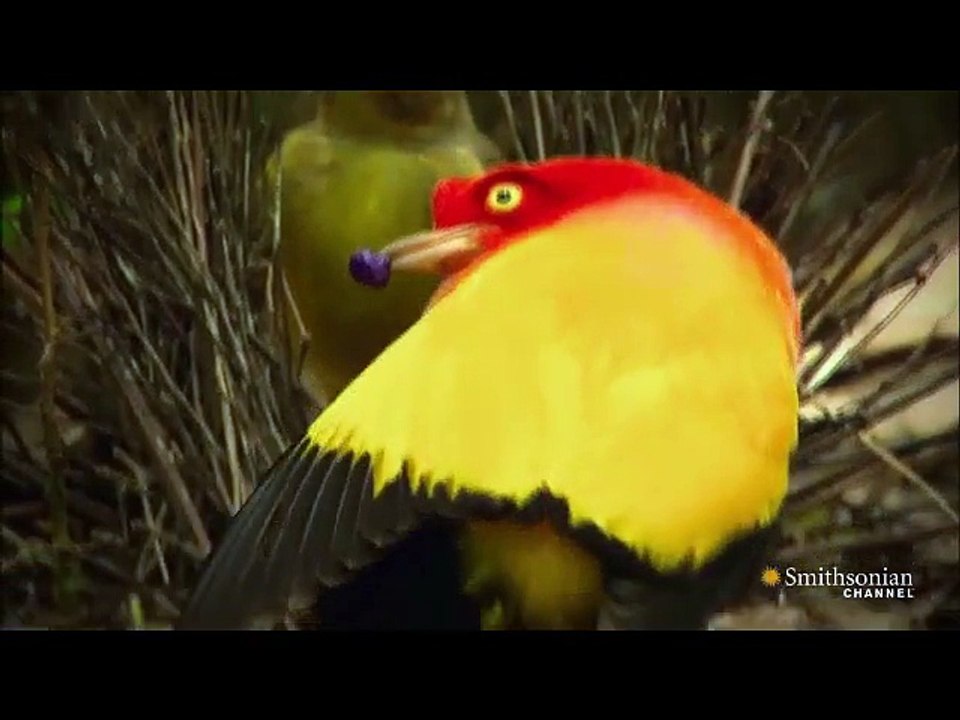 CHITTIYAN KALAIYAN  vi dance by love birds-20152