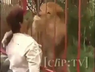 cette dame se fait-elle devorer ou embrasser par un lion ? Mais vous, n'osez pas le faire.