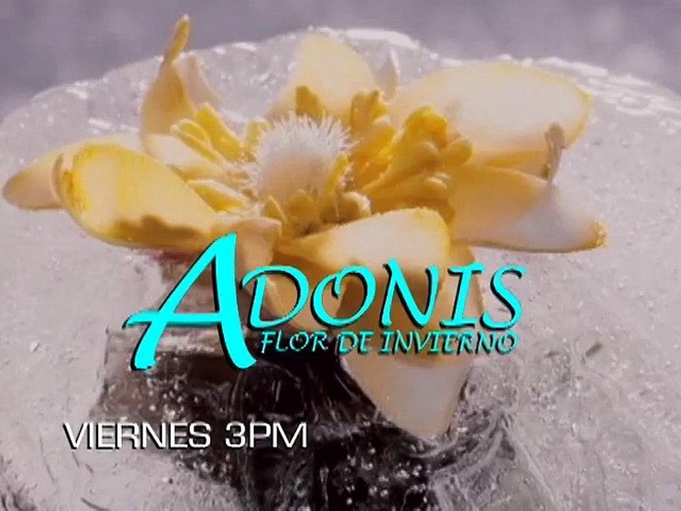Adonis Flor de Invierno - Viernes 08/05