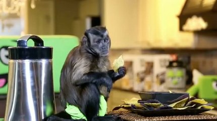 Monkey See, Monkey Cook
