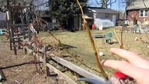 How to Prune Old Apple Trees