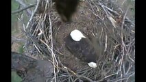 Richmond Eagles First Eaglet Hatches - From Pip to Hatch 3-16-12