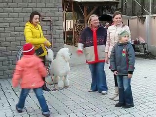 Пудель Джуник - выступление!!! Пудели - лучшие!!!