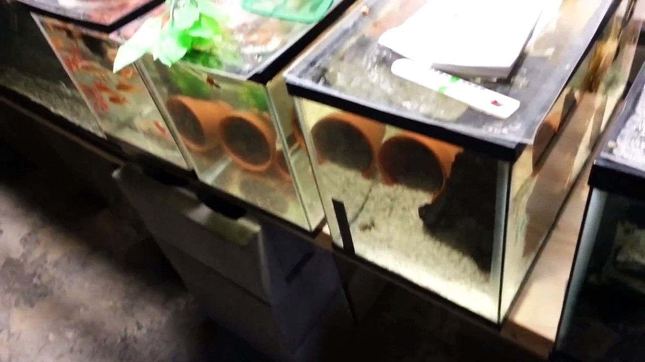 How To Care For The Green Spotted Puffer