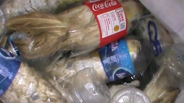 Na Indonésia, polícia encontra aves raras transportadas em garrafas pet