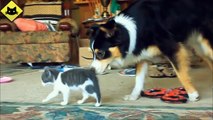 FUNNY VIDEOS   Funny Cats   Funny Dogs   Dogs Love Kittens   Funny Animals   Funny Cat Videos