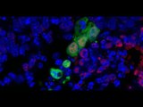 Una investigación internacional halla un nuevo tipo de células madre capaces de generar tejidos huma