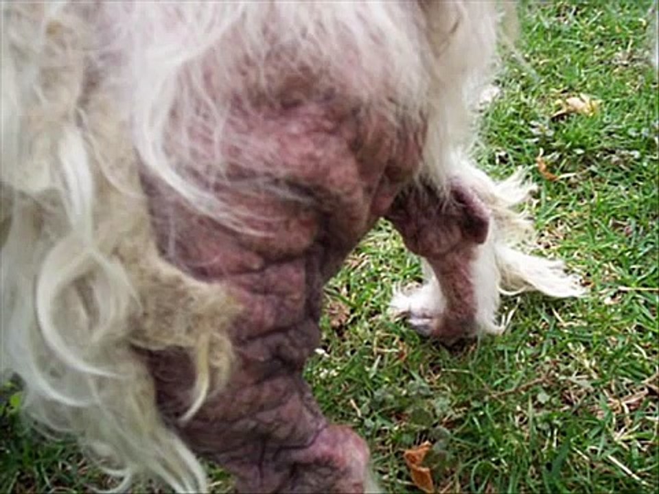 Diana, a neglected  Westie Came into Little White Dog Rescue