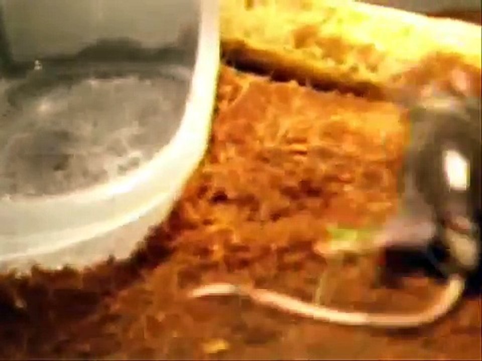 Copperhead Feeding (Agkistrodon Contortrix)