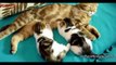 Funny cats compilation 2015 - Funny cat videos - Funny cats - While Mom is napping