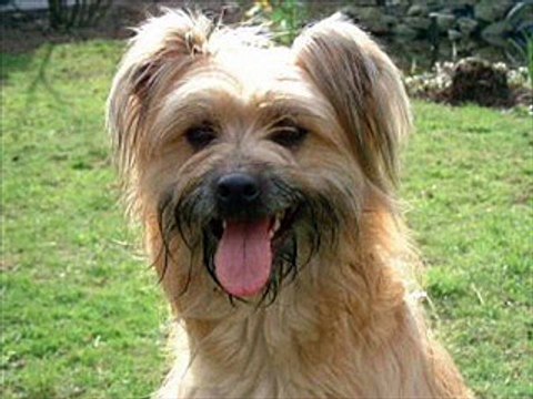 Berger des Pyrénées