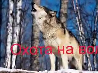 Охота на волка - Hunting for a wolf.