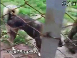 Kurdish Kangal Dogs vs. Tiger & Lion