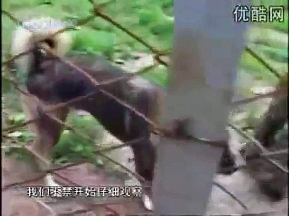 Kurdish Kangal Dogs vs. Tiger & Lion